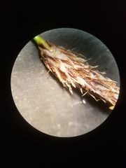 Eleocharis acutisquamata