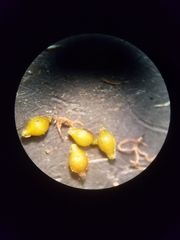 Eleocharis acutisquamata