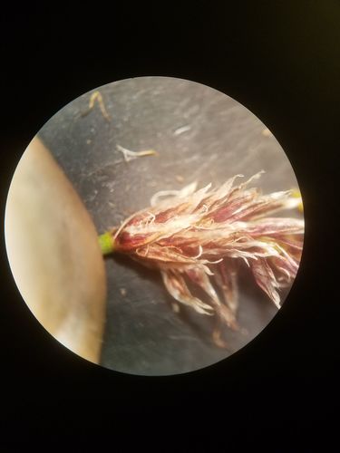 Eleocharis compressa var. acutisquamata