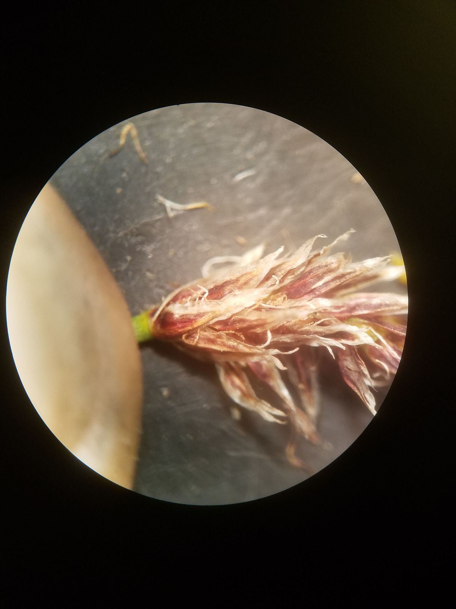 Eleocharis compressa var. acutisquamata