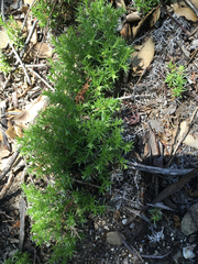 Galium andrewsii