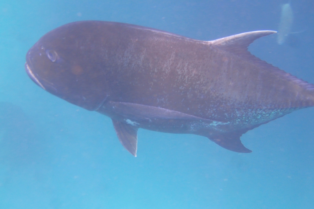 Giant trevally