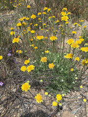 Chaenactis glabriuscula