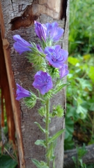 Echium plantagineum