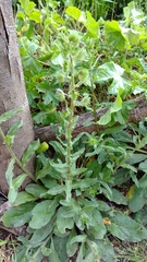 Echium plantagineum