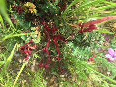 Synchytrium papillatum