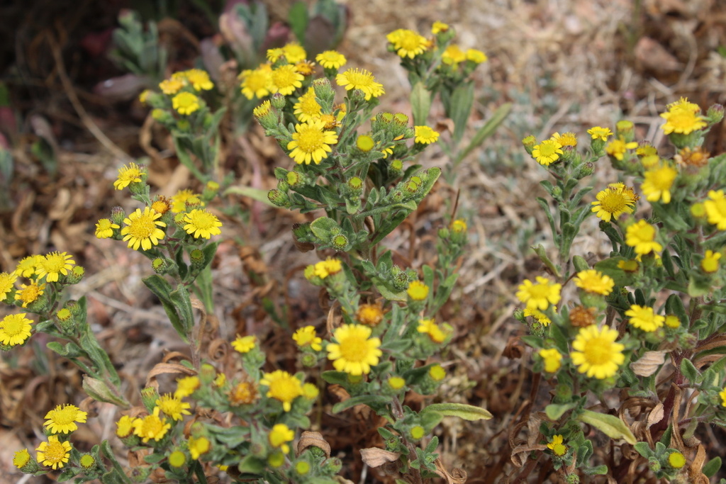 Pulicaria microcephala