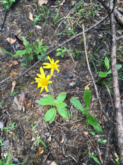 Arnica acaulis