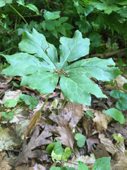 Podophyllum peltatum