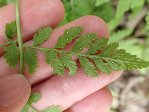 Image of Cystopteris tenuis by (c) Steven Lamonde, some rights reserved (CC BY)