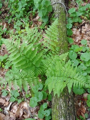 Dryopteris intermedia