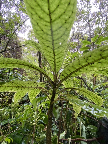 Cyanea mceldowneyi observed 2024-05-14