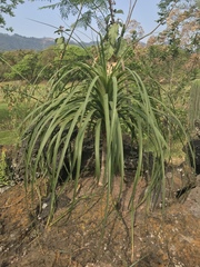 Beaucarnea recurvata