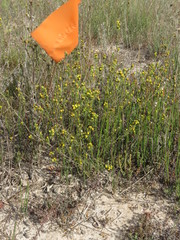 Marasmodes trifida