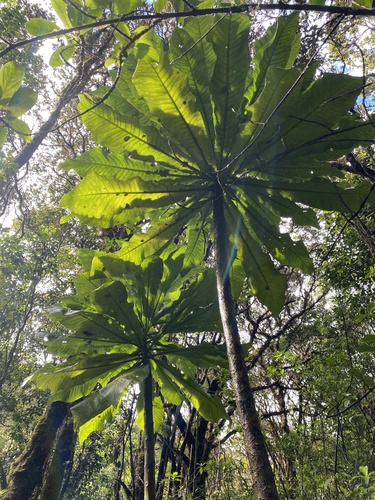 Cyanea aculeatiflora observed 2024-05-14