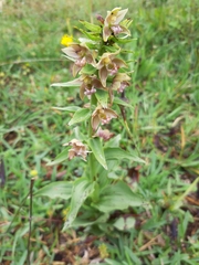 Epipactis helleborine tremolsii