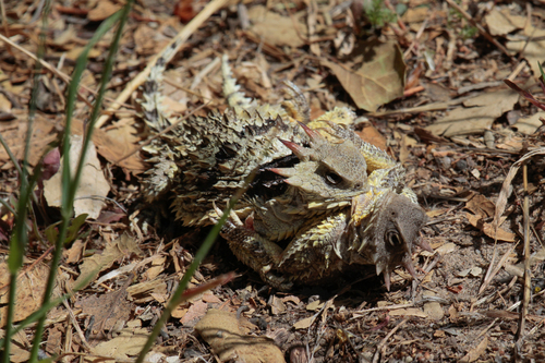 Blainville's Horned Lizard, San Benito County, US-CA, US, photo 4 of 10
