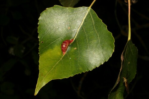 Pemphigus phenax