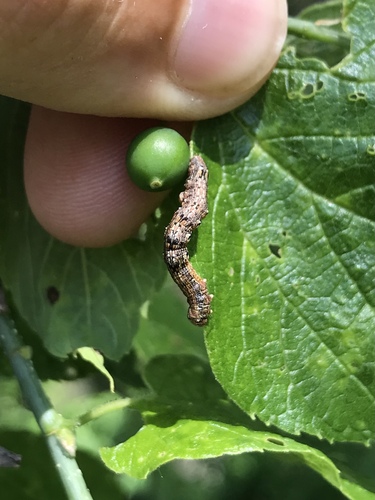 spring cankerworm