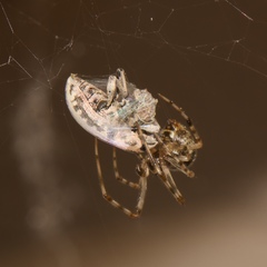 Eudiagogus rosenschoeldi