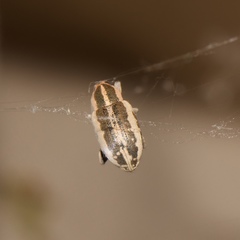 Eudiagogus rosenschoeldi