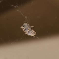 Eudiagogus rosenschoeldi