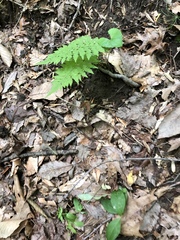 Dennstaedtia punctilobula