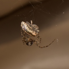 Eudiagogus rosenschoeldi