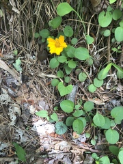 Coreopsis auriculata
