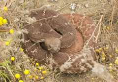 Crotalus ruber