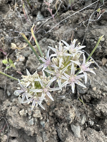 Twinleaf onion (Allium anceps)