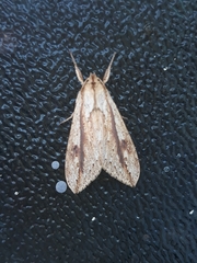 Leucanopsis quadrata