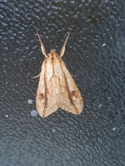 Leucanopsis quadrata