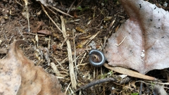 Acanthoiulus cassinensis