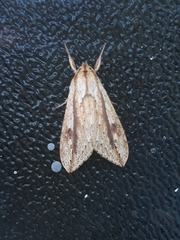 Leucanopsis quadrata