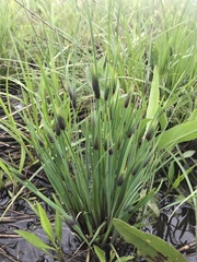 Sisyrinchium albidum