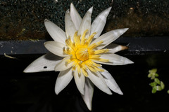 Nymphaea micrantha