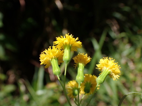Emilia citrina