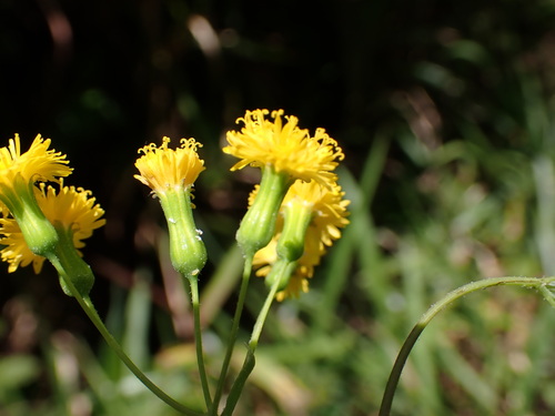 Image of Emilia citrina by (c) Louis Aureglia, some rights reserved (CC BY)
