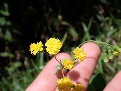 Image of Emilia citrina by (c) Louis Aureglia, some rights reserved (CC BY)