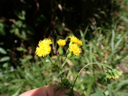 Image of Emilia citrina by (c) Louis Aureglia, some rights reserved (CC BY)