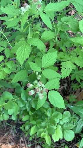 Rubus occidentalis