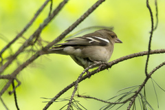 Fringilla coelebs