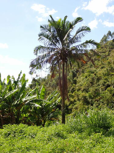Ravenea madagascariensis