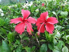 Hibiscus rosa-sinensis image