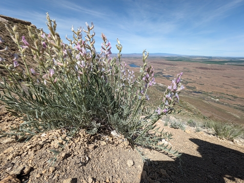 Oxytropis campestris var. wanapum