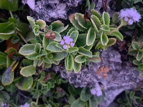 Ageratum maritimum, photograph 5