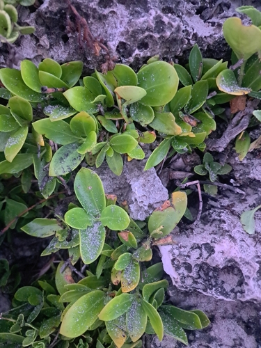 Ageratum maritimum, photograph 6