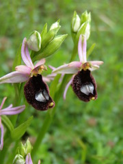 Ophrys bertolonii