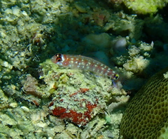 Comet Dwarfgoby photo 2